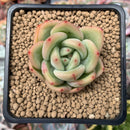 Echeveria 'Monroe Chanel' 1" Succulent Plant
