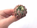 Echeveria Sp. Small 1”-2” Rare Succulent Plant
