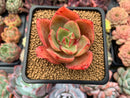 Echeveria 'Nebulus' 3" Succulent Plant