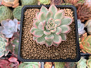 Echeveria 'Mebina' Variegated 2" Succulent Plant