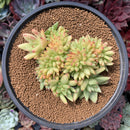 Echeveria Agavoides 'Maria' Crested 4" Succulent Plant