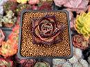 Echeveria Agavoides sp. 2" Succulent Plant