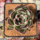 Echeveria Agavoides 'Super Martin' 3" Succulent Plant