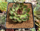 Echeveria Agavoides 'Black Queen' 2"-3" Succulent Plant