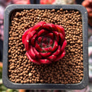 Echeveria Agavoides 'Superbell' 1" Succulent Plant