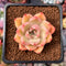 Echeveria 'Marcella' New Hybrid 1"-2" Succulent Plant