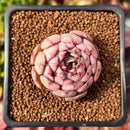 Echeveria 'Zeta' 1" Succulent Plant