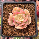 Echeveria 'Blade Runner' 1" Succulent Plant