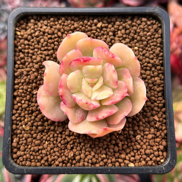 succulent runner Echeveria 'Blade Runner' 1