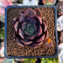 Echeveria 'Vasilisa' 1"-2" Succulent Plant