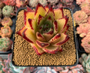 Echeveria Agavoides 'Royal' Selected Clone 3"-4" Succulent Plant