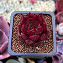 Echeveria Agavoides 'Luming' 1" Succulent Plant