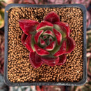 Echeveria Agavoides sp. 1"-2" Succulent Plant