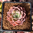 Echeveria Hybrid sp. 1"-2" Succulent Plant