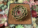 Echeveria Agavoides 'Black Queen' Round-Leaf 2" Succulent Plant