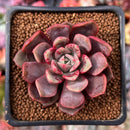 Echeveria 'Vasilisa' 1"-2" Succulent Plant