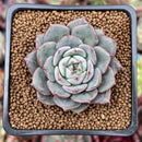 Echeveria 'Hamil' 2" Succulent Plant
