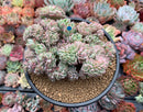 Echeveria 'Bradburiana' Crested 4"-5" Succulent Plant