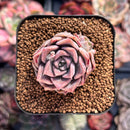 Echeveria 'Fresco' 1" Succulent Plant