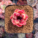 Echeveria 'Ratam' 1" Succulent Plant