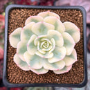 Echeveria 'Compton Carousel' 2" Succulent Plant