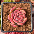 Echeveria 'Lovely' 1" Succulent Plant