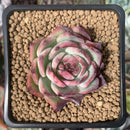 Echeveria 'Casio' Variegated 2" Succulent Plant