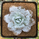 Echeveria 'Laui' 3" Powdery Succulent Plant