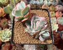 Echeveria 'Berkeley Light' Variegated 3" Cluster Succulent Plant