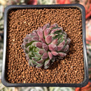 Echeveria 'Scorpio' 1" Succulent Plant