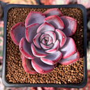 Echeveria 'Charming Stone' 2" Succulent Plant