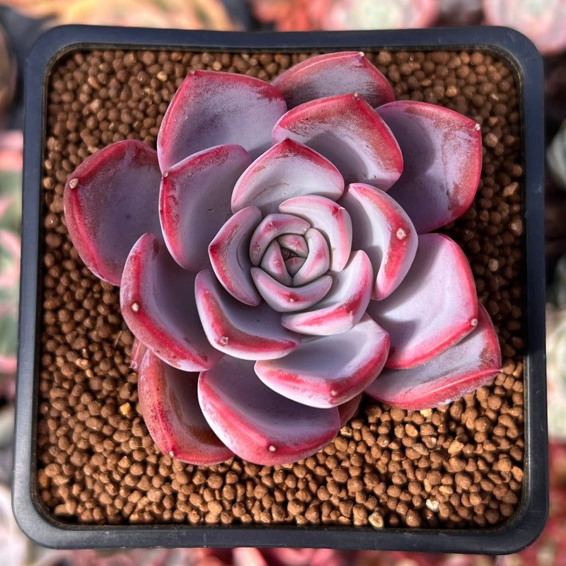 charming succulents Echeveria 'Charming Stone' 2