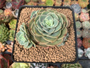 Echeveria 'Fun Queen' 1"-2" Succulent Plant