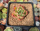 Echeveria Agavoides 'Shurin' 3" Succulent Plant