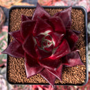 Echeveria Agavoides 'Luming' 3" Succulent Plant