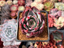 Echeveria 'Casio' Variegated 2" Succulent Plant