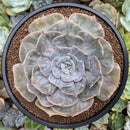 Echeveria 'Lilacina' Marble Variegated 6" Large Succulent Plant