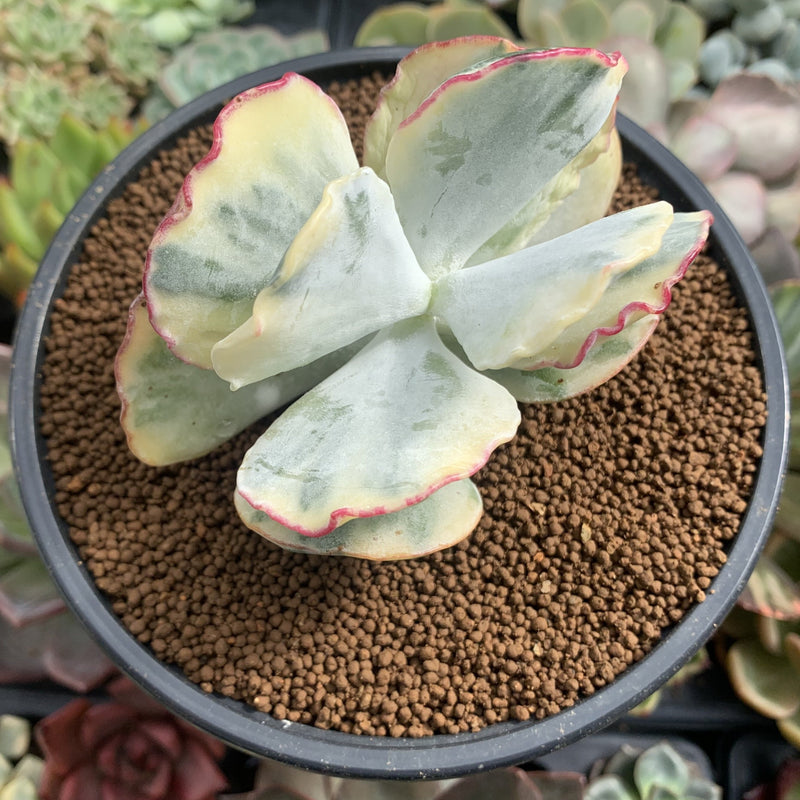 Cotyledon 'Undulata' Variegated 3