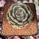Echeveria 'Monro Chanel' 3" Succulent Plant