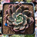 Echeveria 'Pink Shop' 2"-3" Succulent Plant