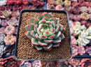 Echeveria 'Ikoiris' 2" Succulent Plant