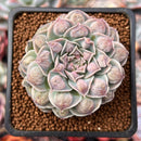 Echeveria 'Hearts Choice' 2" Succulent Plant