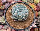 Echeveria 'Orange Monroe' 4" Powdery Succulent Plant
