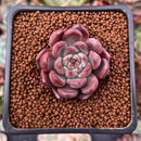 Echeveria Agavoides 'Magic Plot' 1" Succulent Plant