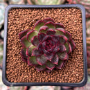 Echeveria 'Rosa Pink' 1" Succulent Plant