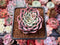 Echeveria 'Pink Ice' 1"-2" Succulent Plant