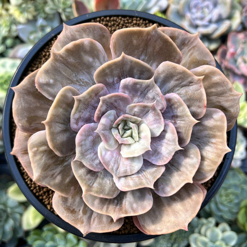 Echeveria 'Lilacina' Marble Variegated 4