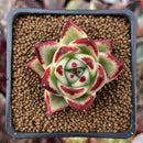 Echeveria Agavoides 'Casio' 1"-2" Succulent Plant
