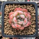 Echeveria 'Star Mark' 1" Small Succulent Plant
