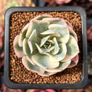Echeveria 'Compton Carousel' Variegated 1"-2" Succulent Plant